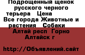 Подрощенный щенок русского черного терьера › Цена ­ 35 000 - Все города Животные и растения » Собаки   . Алтай респ.,Горно-Алтайск г.